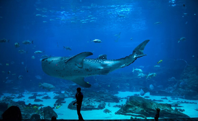 istanbul-aquarium-4.jpg